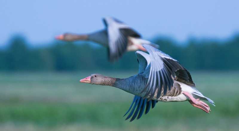 Quanto conosci gli uccelli? Mettiti alla prova con questo quiz!