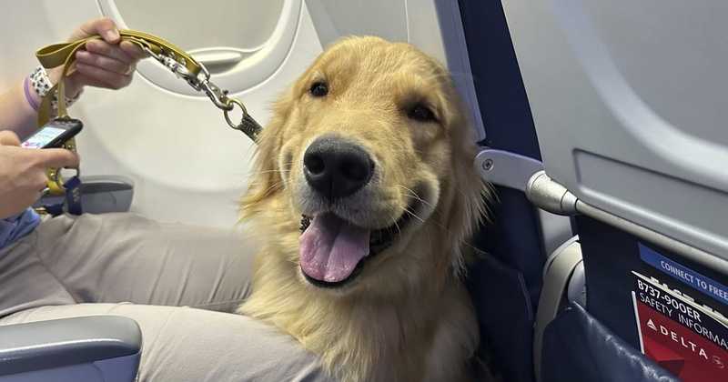 “Cani di grossa taglia in aereo? Non sappiamo come si gestirà il rischio di odori o l’abbaiare molesto”: le nuove regole fanno discutere