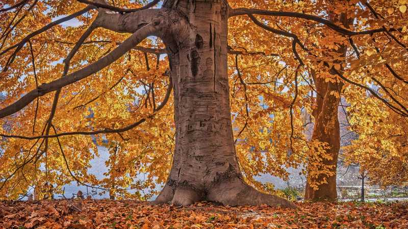 Equinozio d'autunno 2025: ecco perché non è il 21, ma il 22 settembre